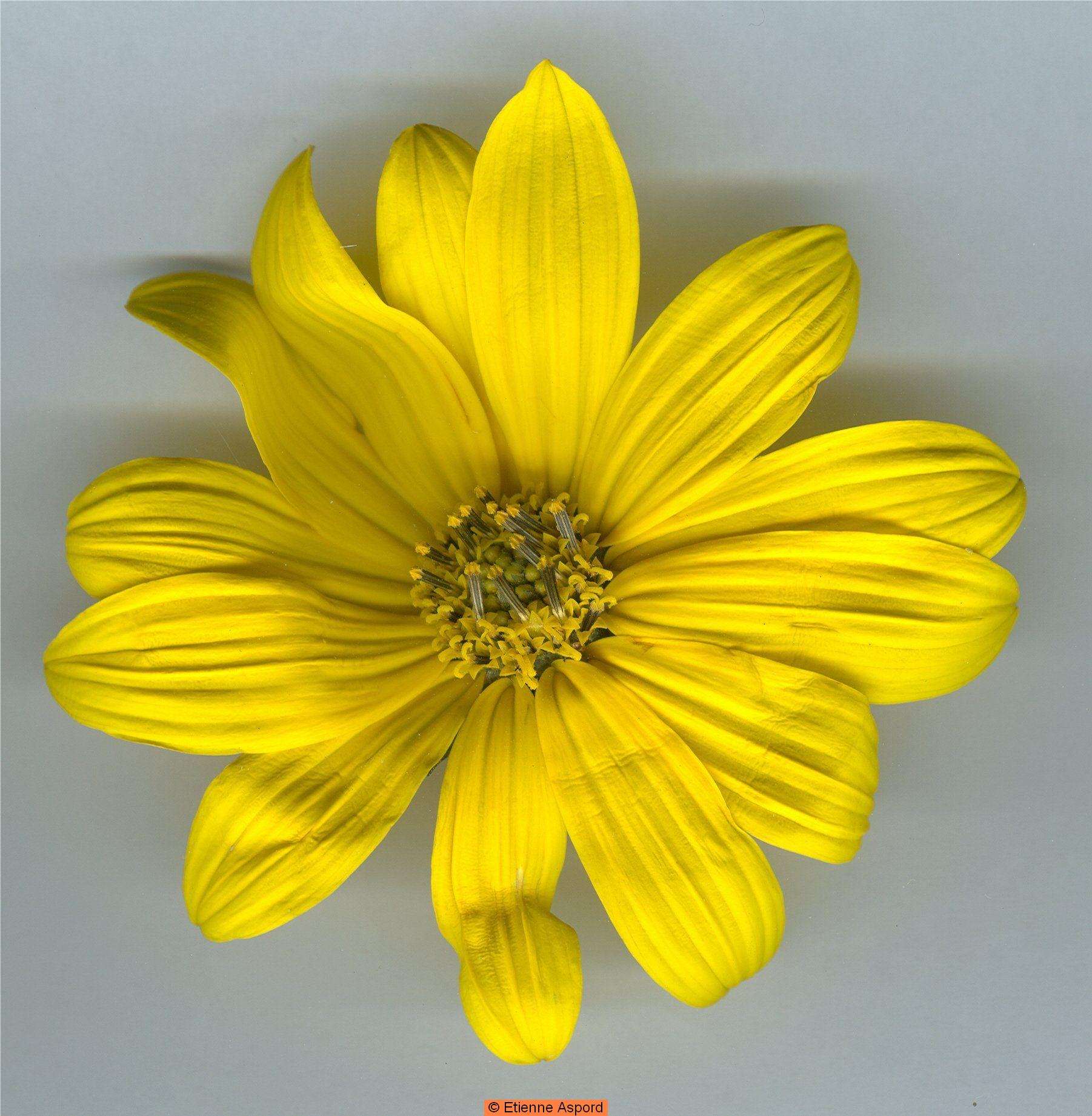 helianthus tuberosus