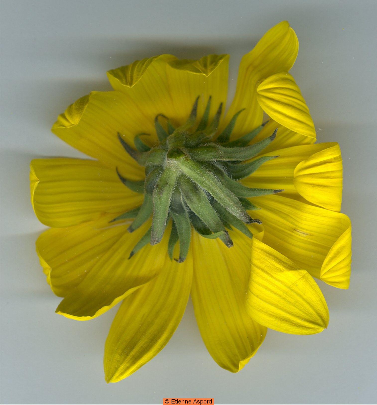 helianthus tuberosus
