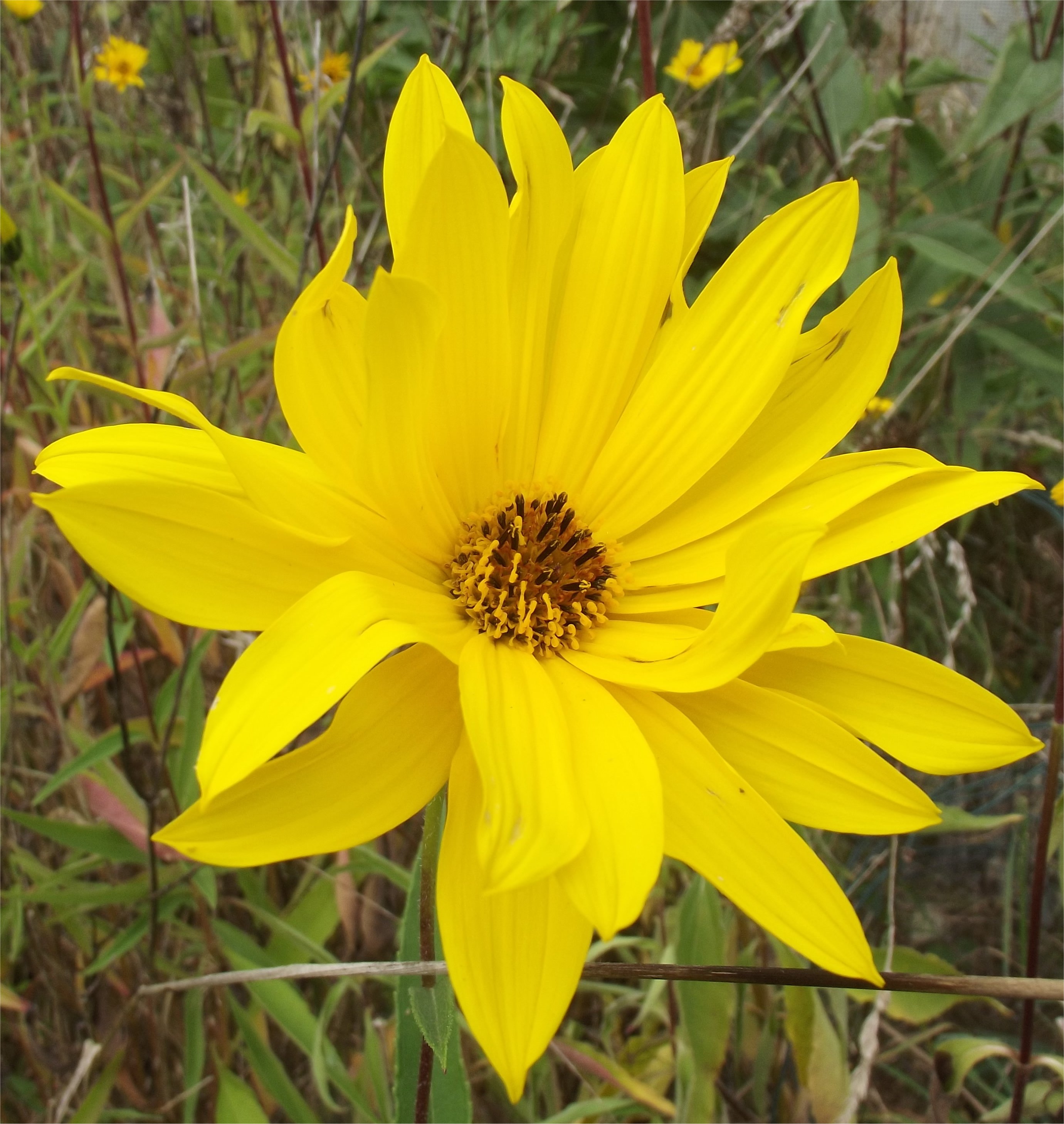 helianthus x laetiflorus
