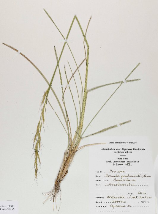helictochloa pratensis