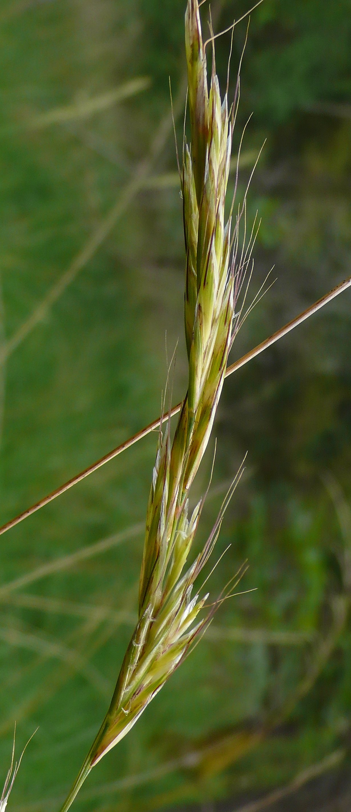 helictochloa pratensis