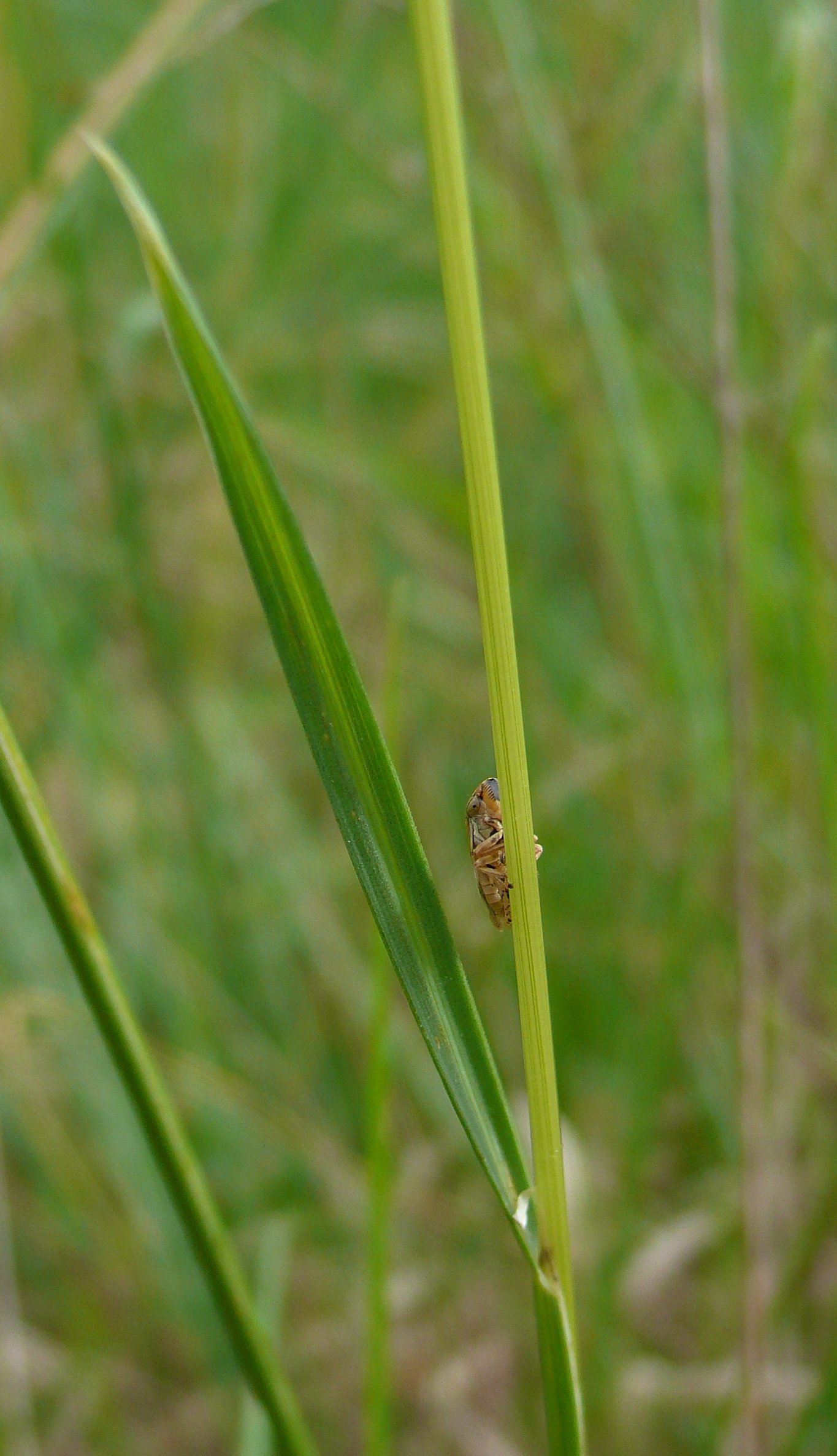 helictochloa pratensis