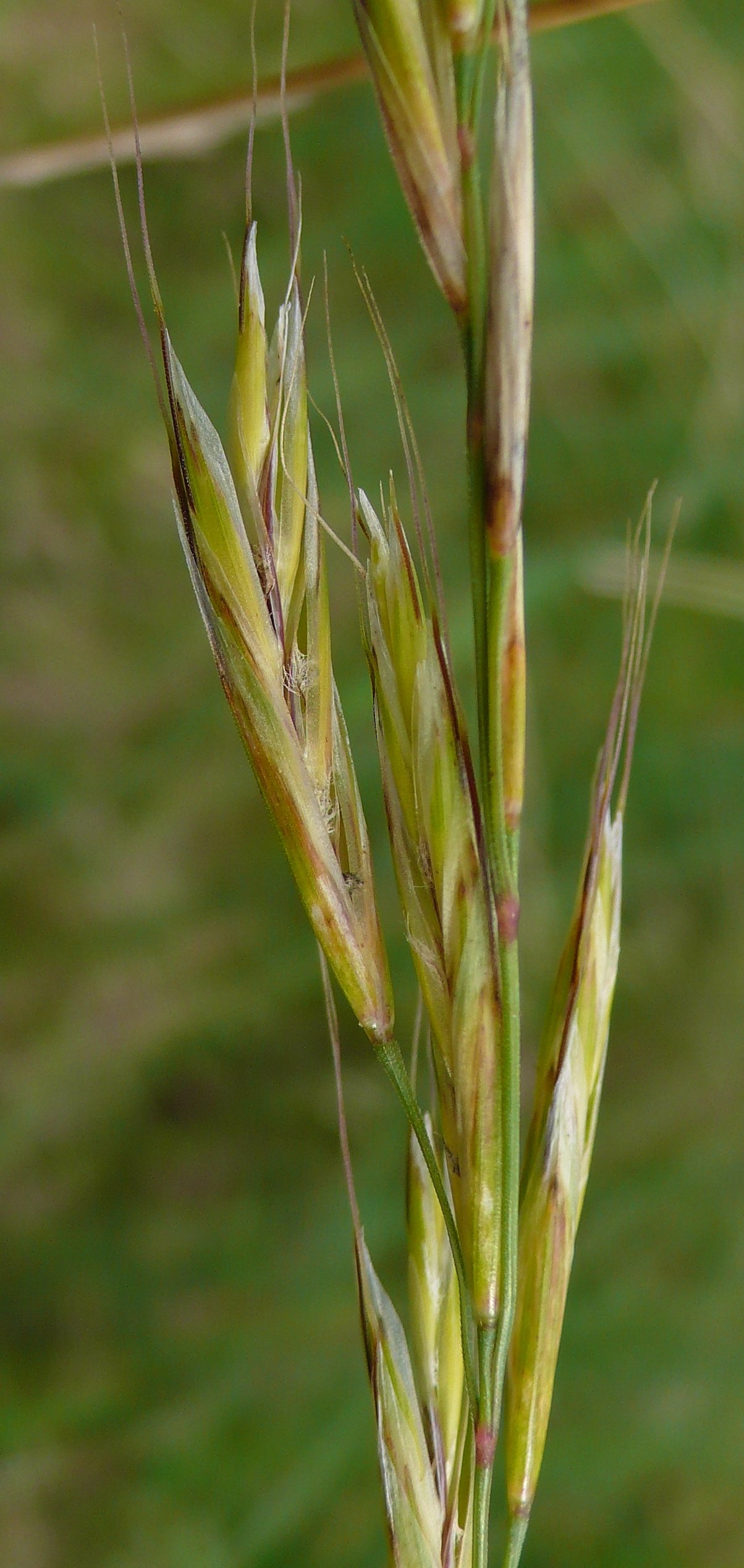 helictochloa pratensis