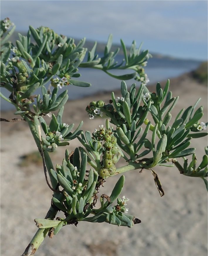 heliotropium curassavicum