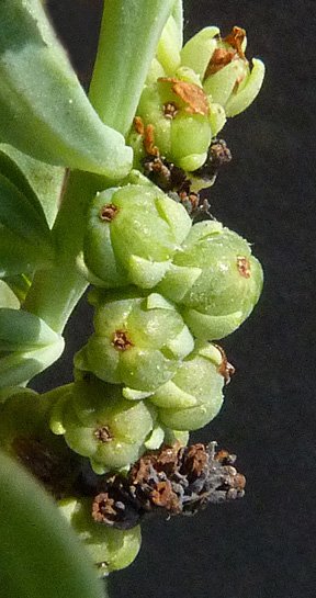 heliotropium curassavicum