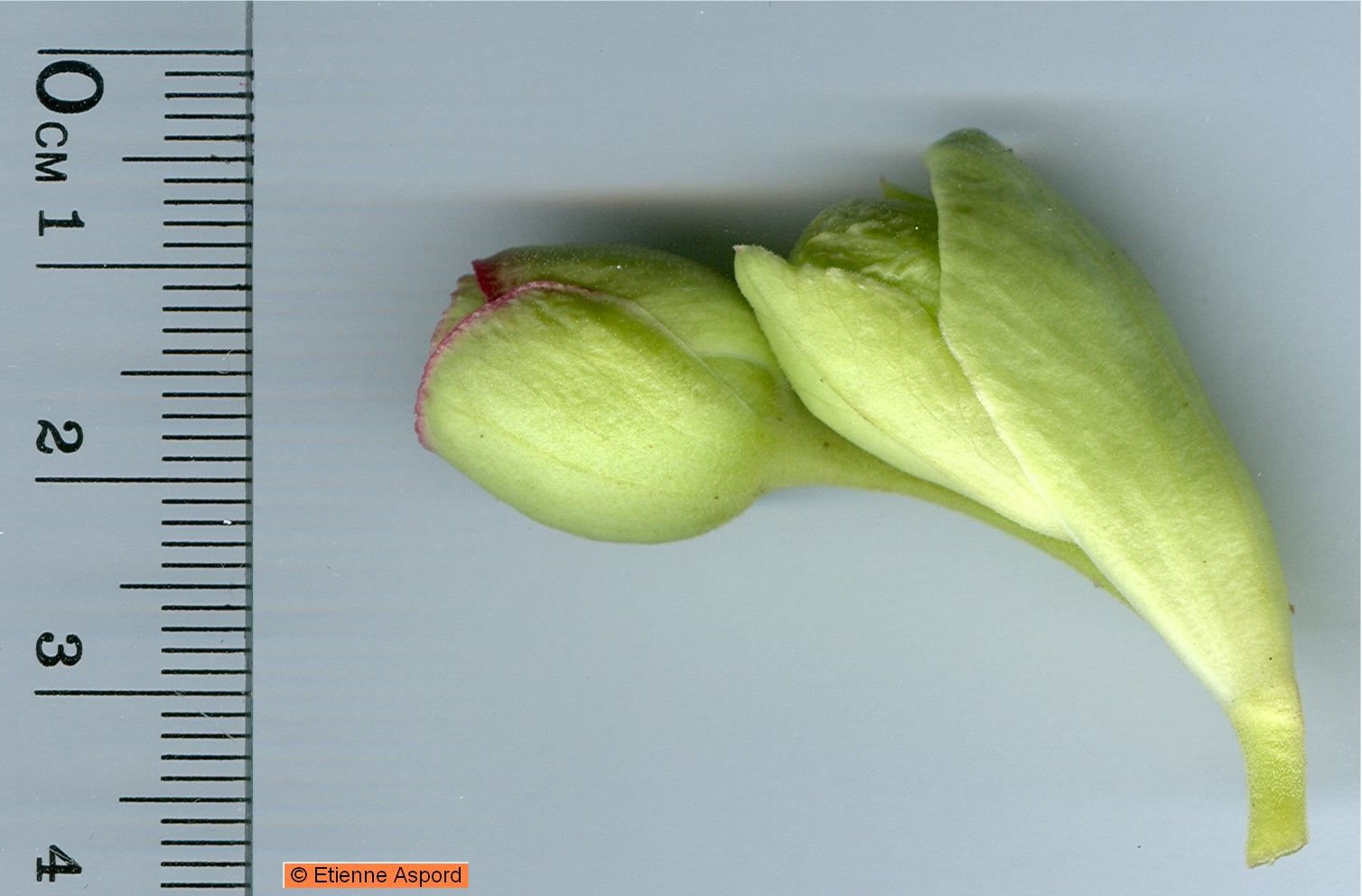 Helleborus foetidushelleborus foetidus