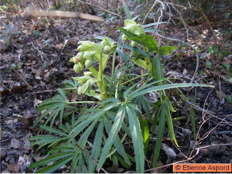 Helleborus foetidushelleborus foetidus