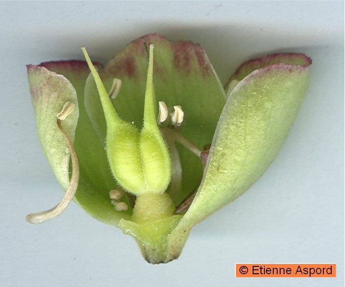 Helleborus foetidushelleborus foetidus