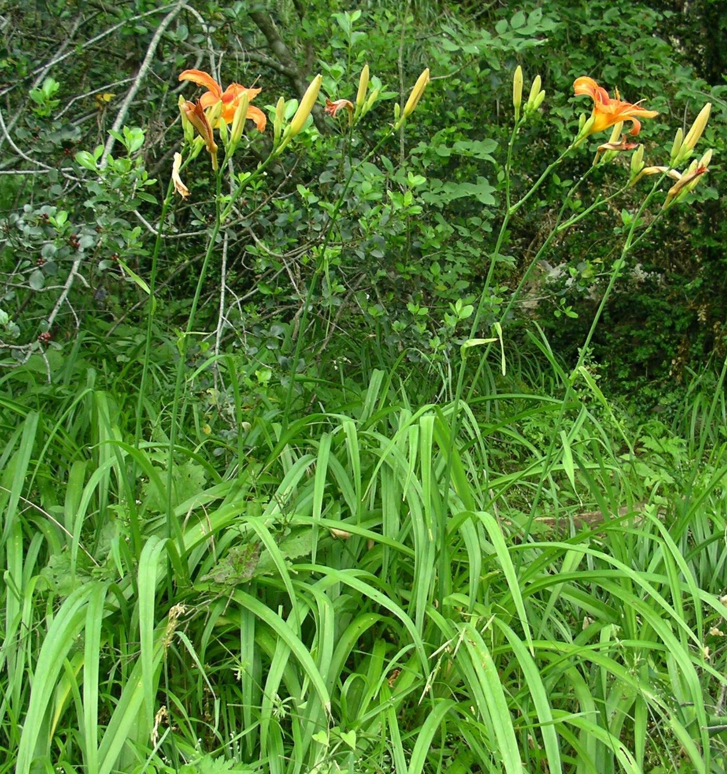 Hemerocallis fulva