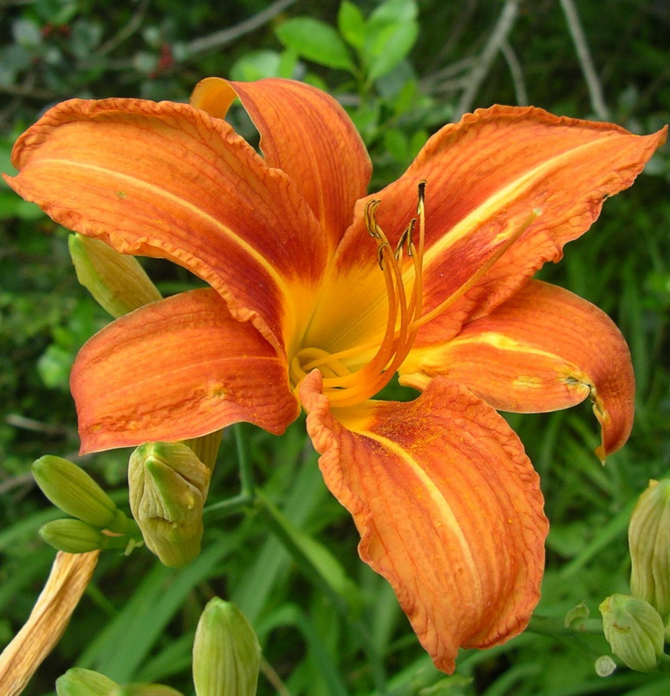 Hemerocallis fulva