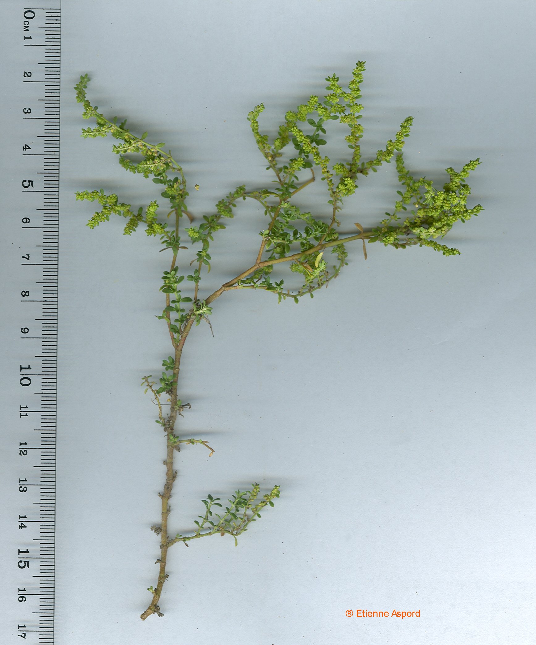herniaria glabra