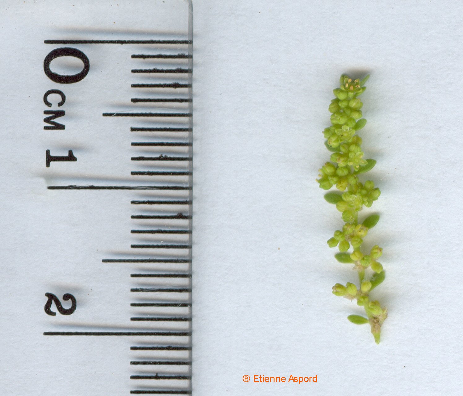 herniaria glabra