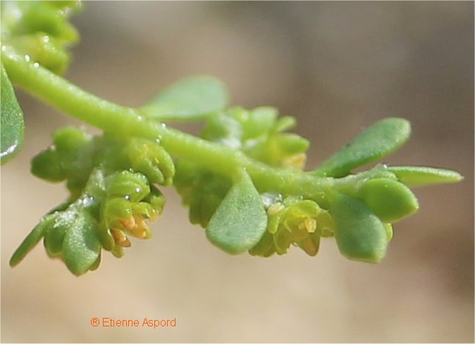 herniaria glabra