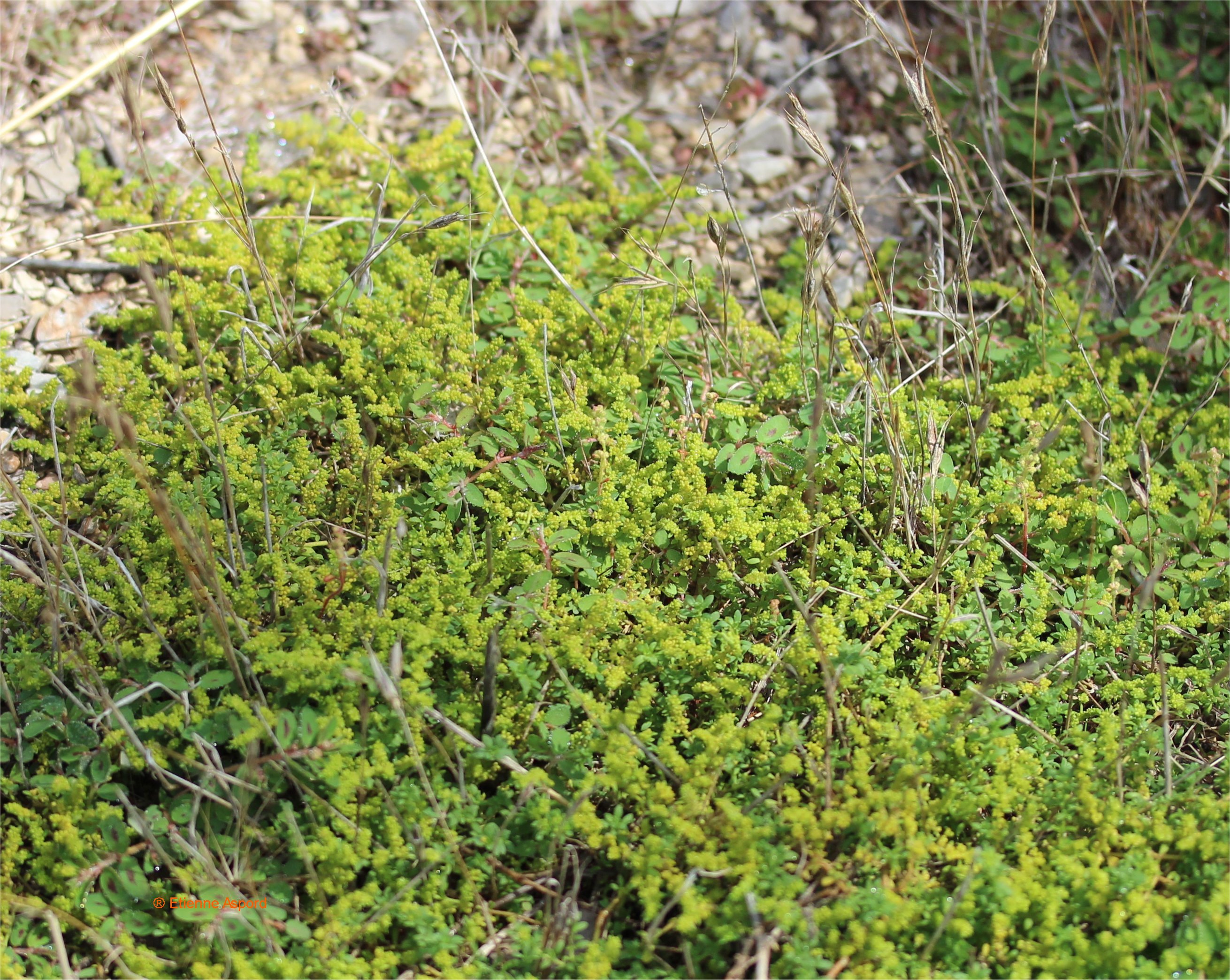 herniaria glabra