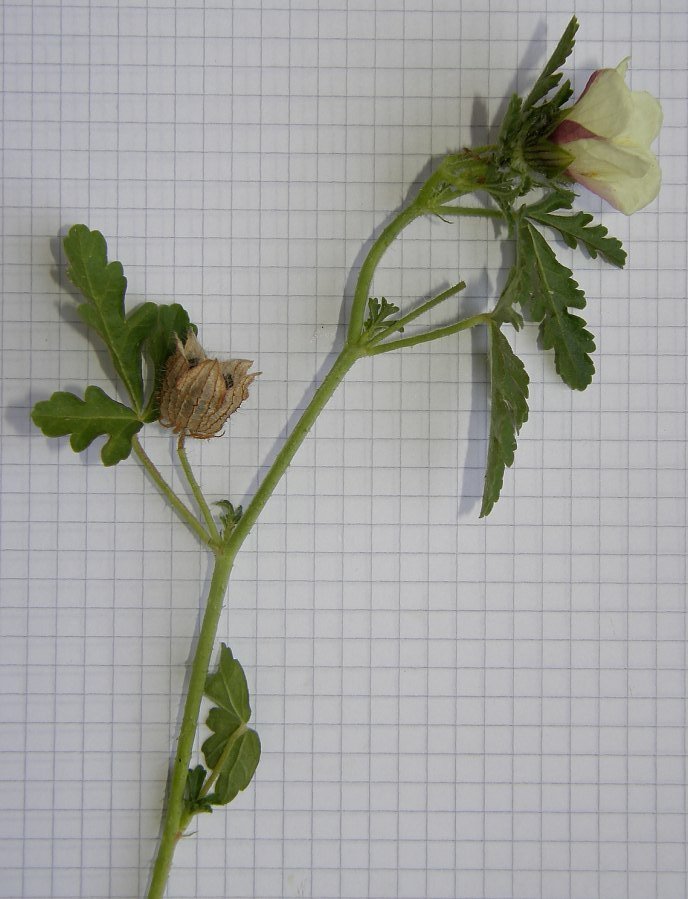 Hibiscus trionumhibiscus trionum