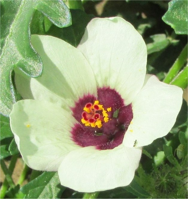 Hibiscus trionumhibiscus trionum