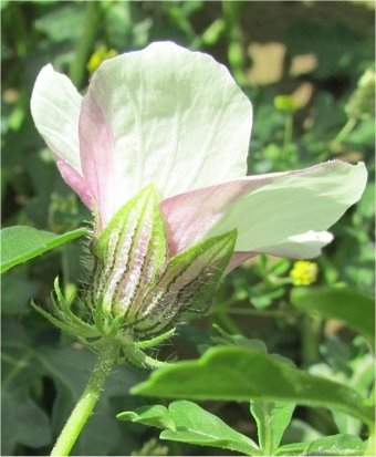 Hibiscus trionumhibiscus trionum