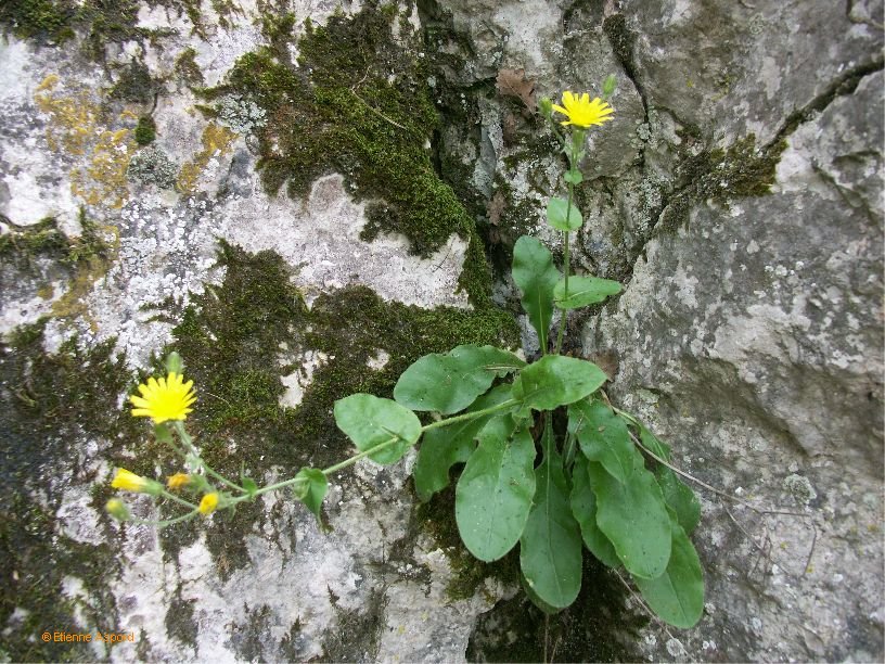 hieracium amplexicaule tout.jpg