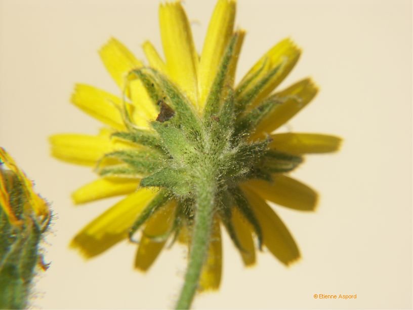 hieracium amplexicaule tout.jpg
