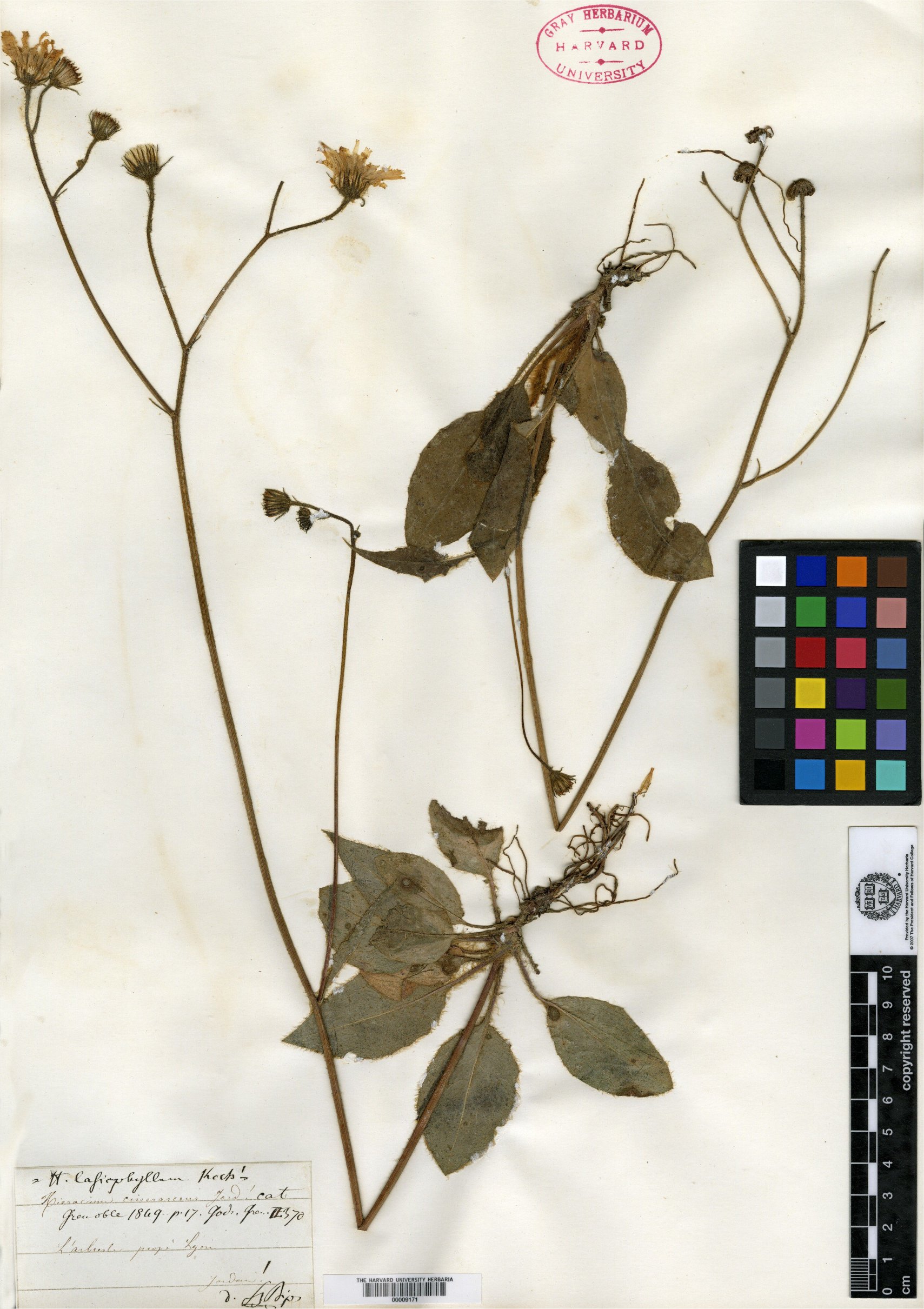 hieracium cinerascens
