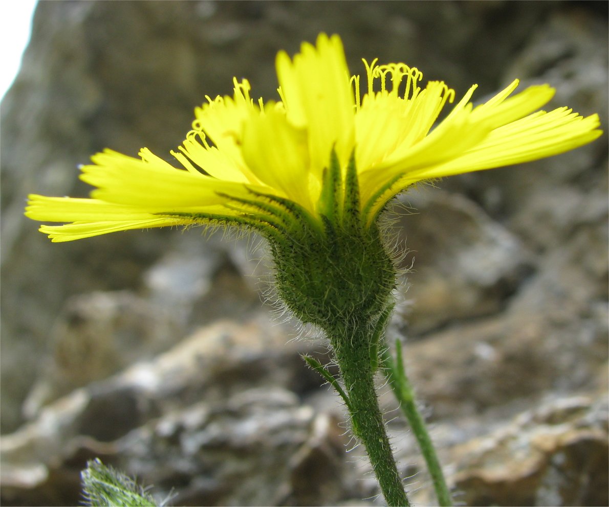 hieracium jacquini