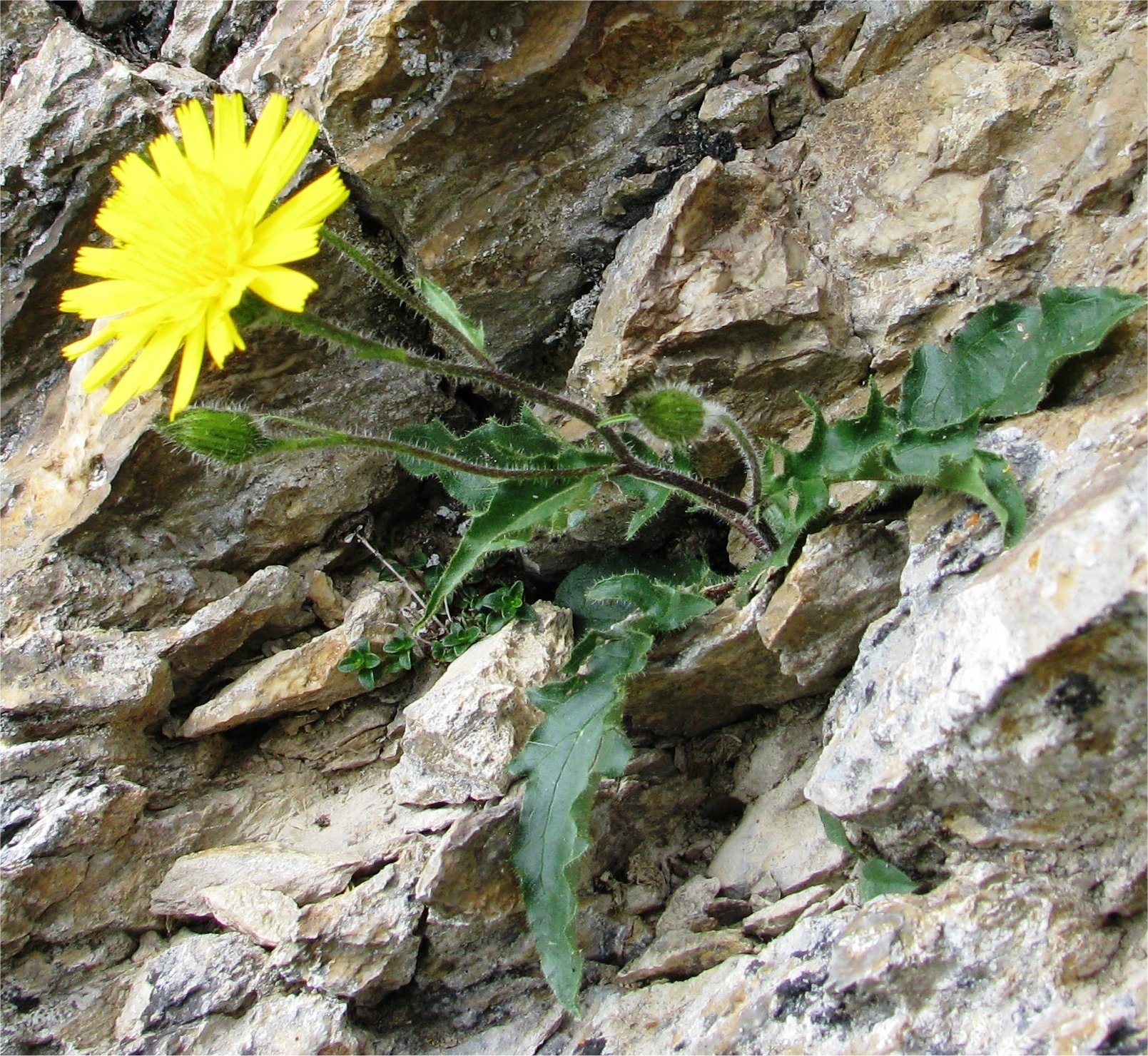 hieracium jacquini