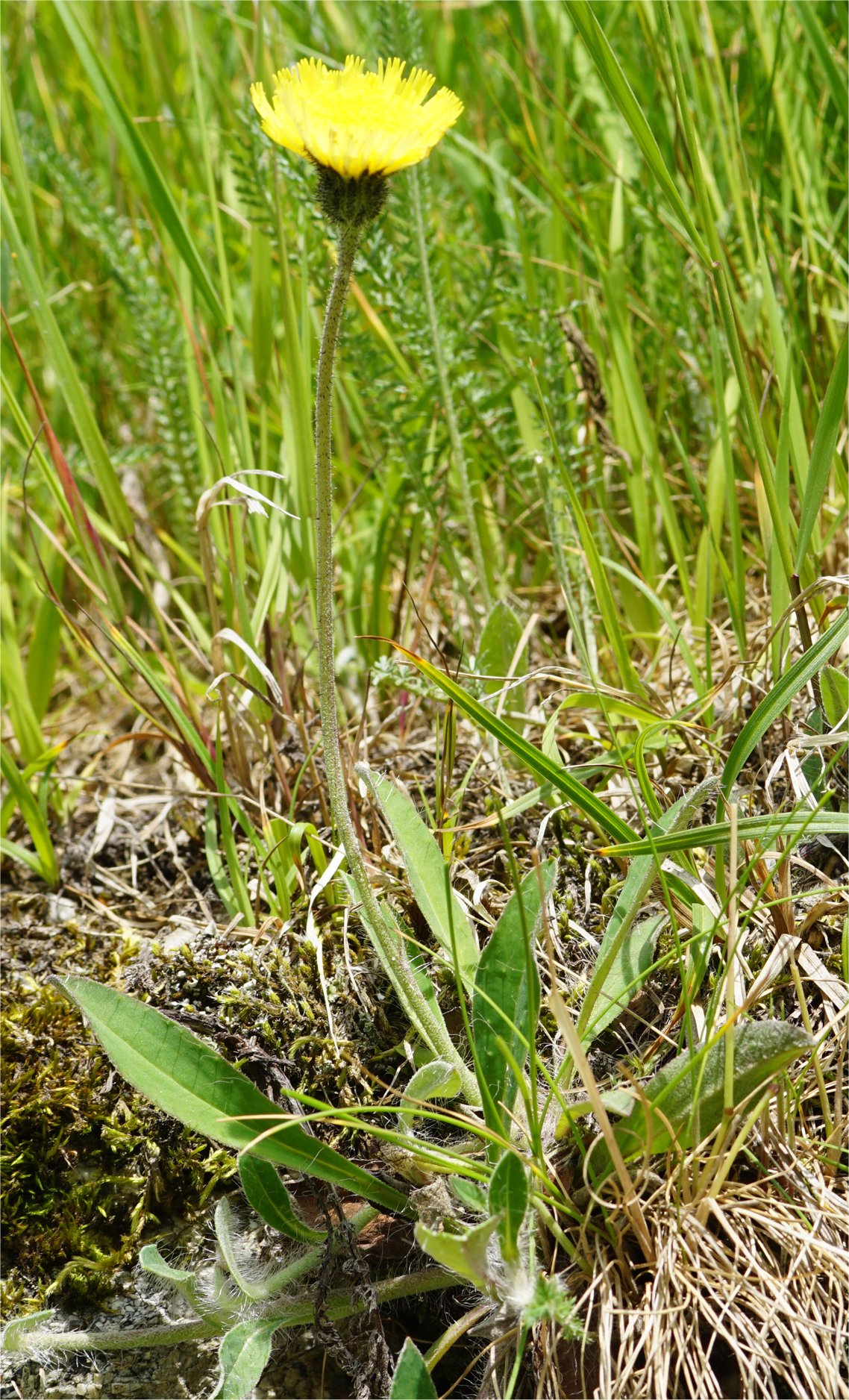 hieracium lactucella