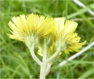 hieracium lactucella