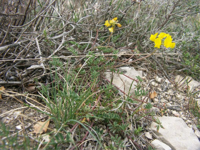 hippocrepis comosa