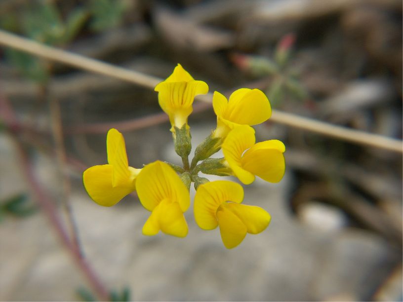 hippocrepis comosa
