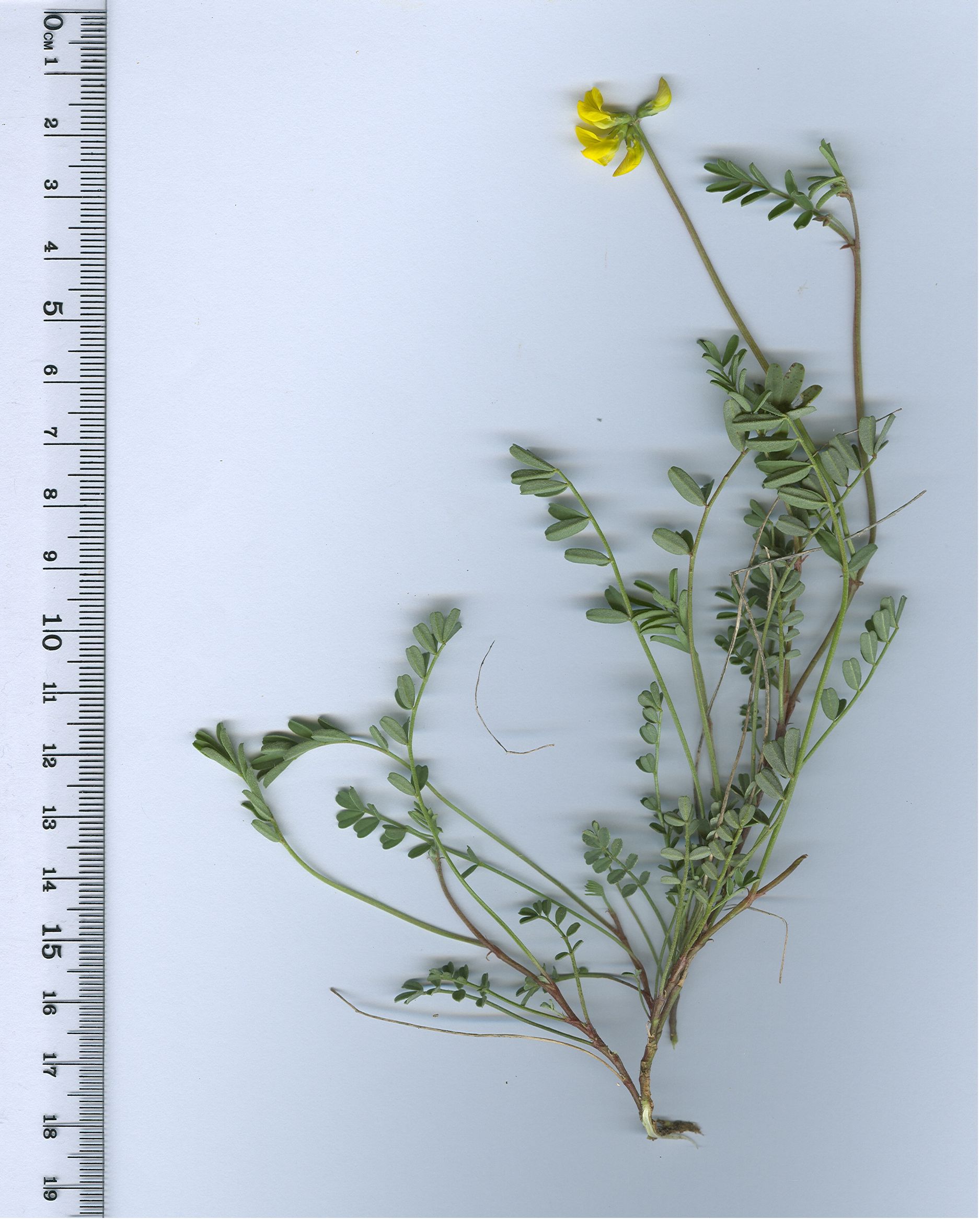 hippocrepis comosa