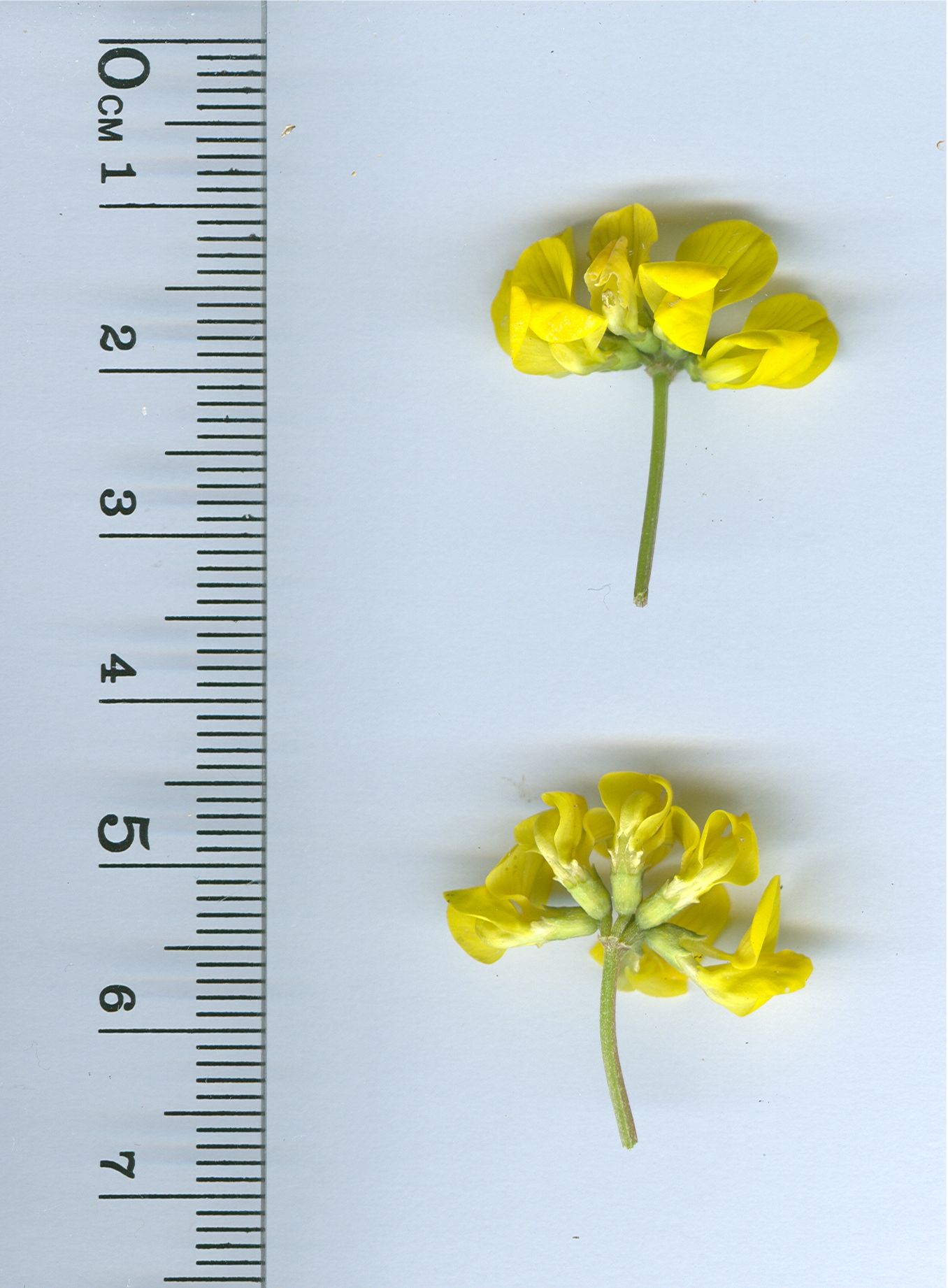 hippocrepis comosa