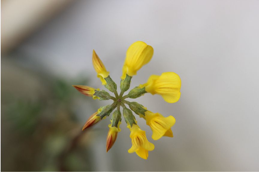 hippocrepis comosa
