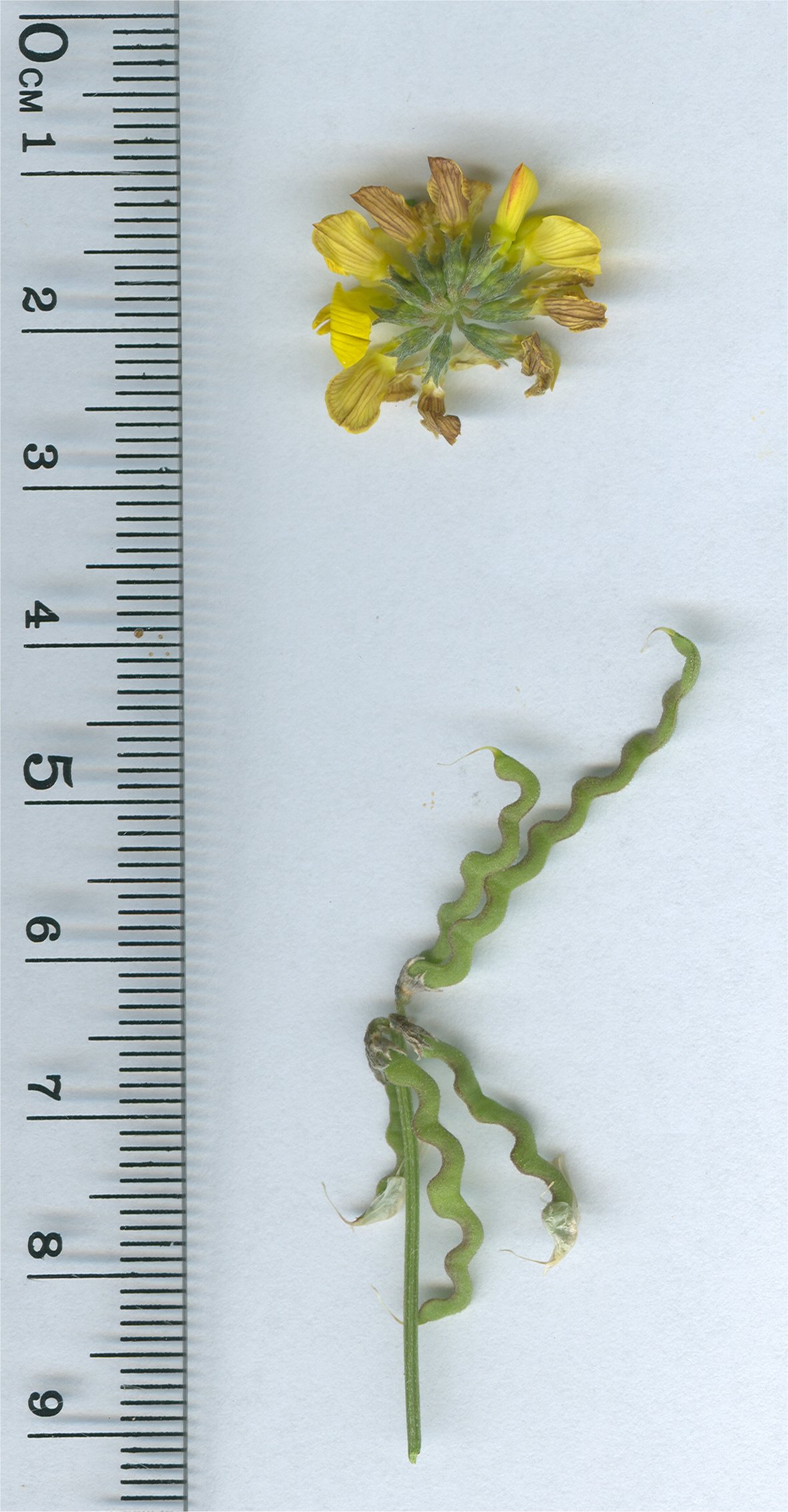 hippocrepis comosa