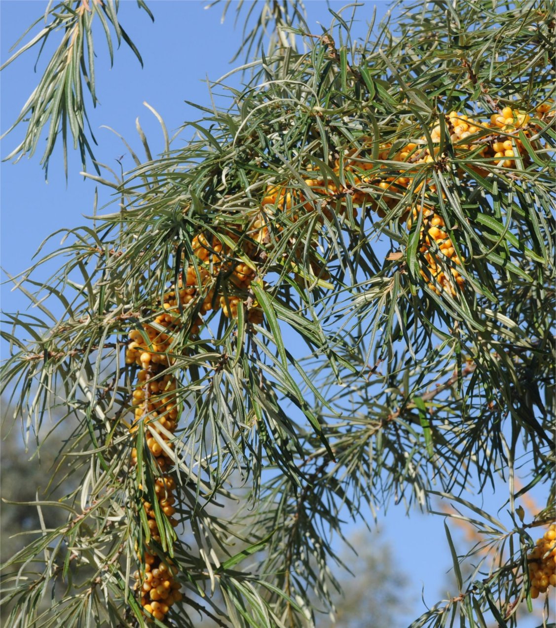 Hippophae rhamnoideshippophae rhamnoides