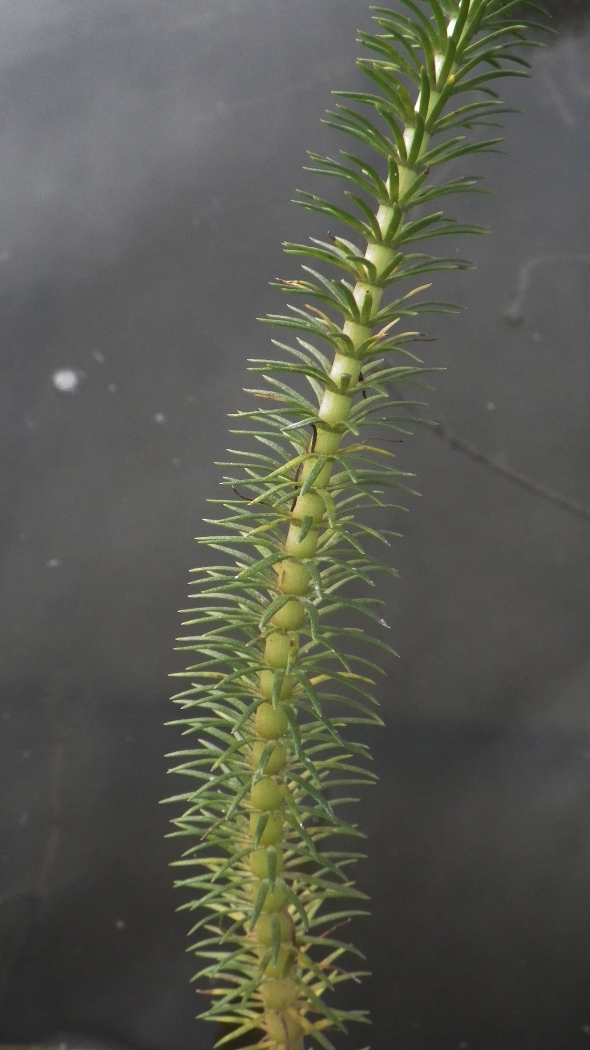 Hippuris vulgaris.