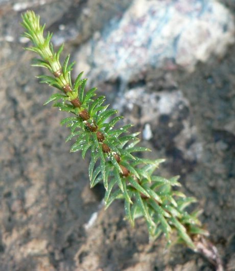 Hippuris vulgaris.