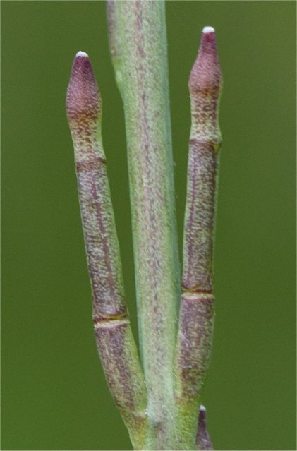 Hirschfeldia incanahirschfeldia incana