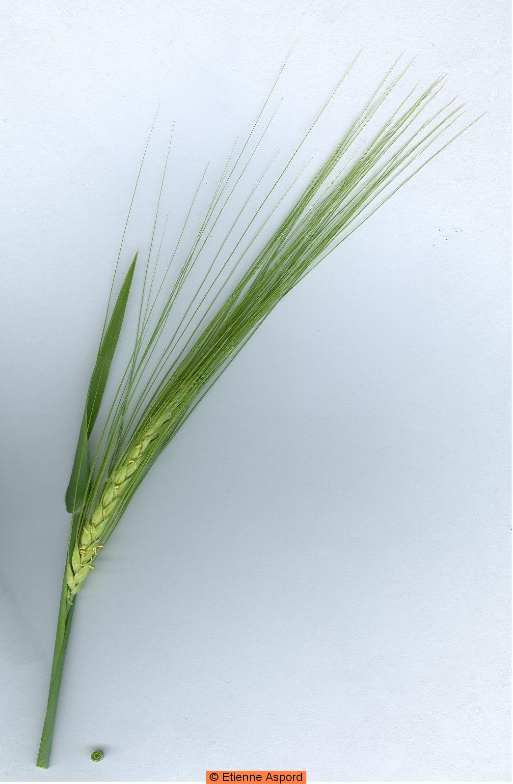 hordeum vulgare