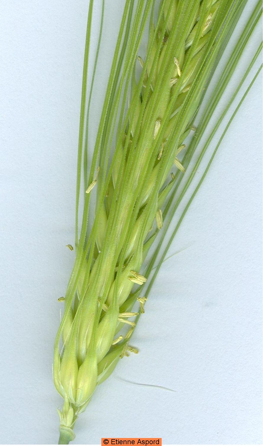 hordeum vulgare