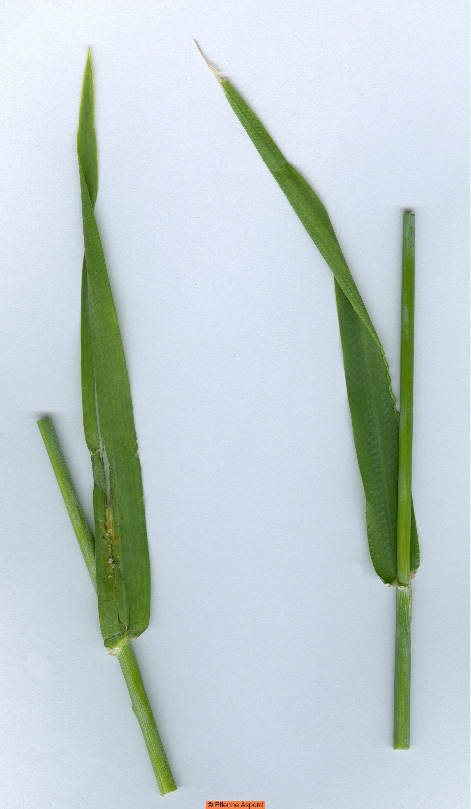 hordeum vulgare