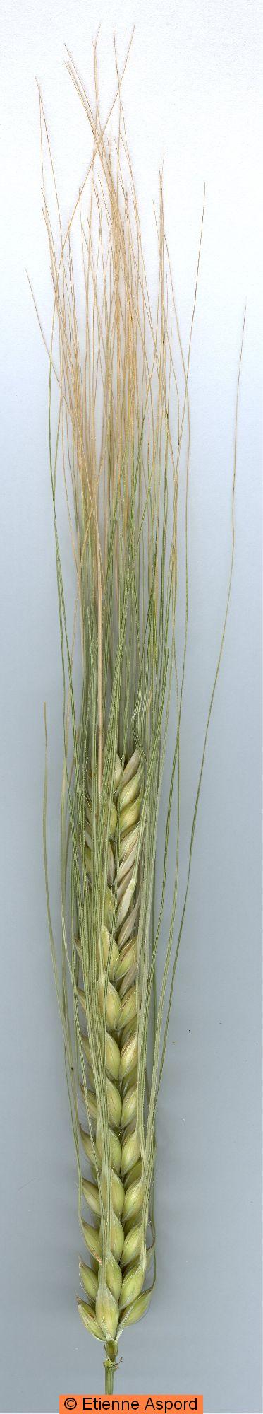 hordeum vulgare