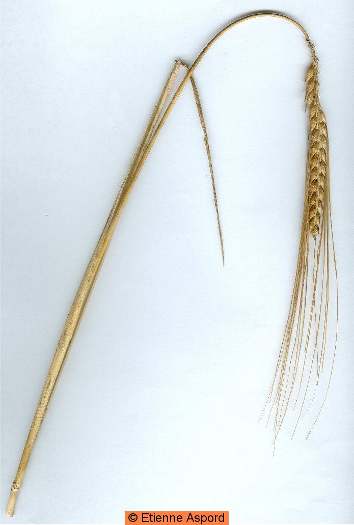 hordeum vulgare