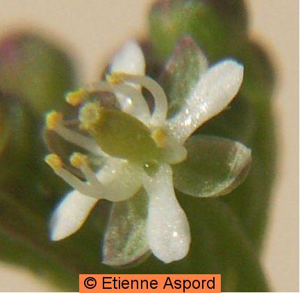 Hornungia petraeahornungia petraea