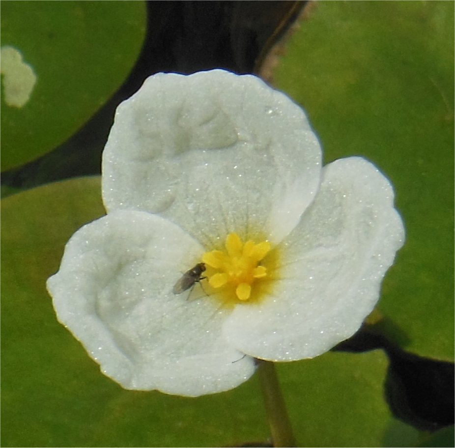Hydrocharis morsus-ranaehydrocharis morsus ranae