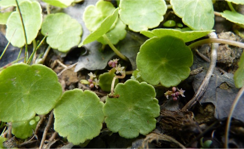 Hydrocotyle vulgarishydrocotyle vulgaris