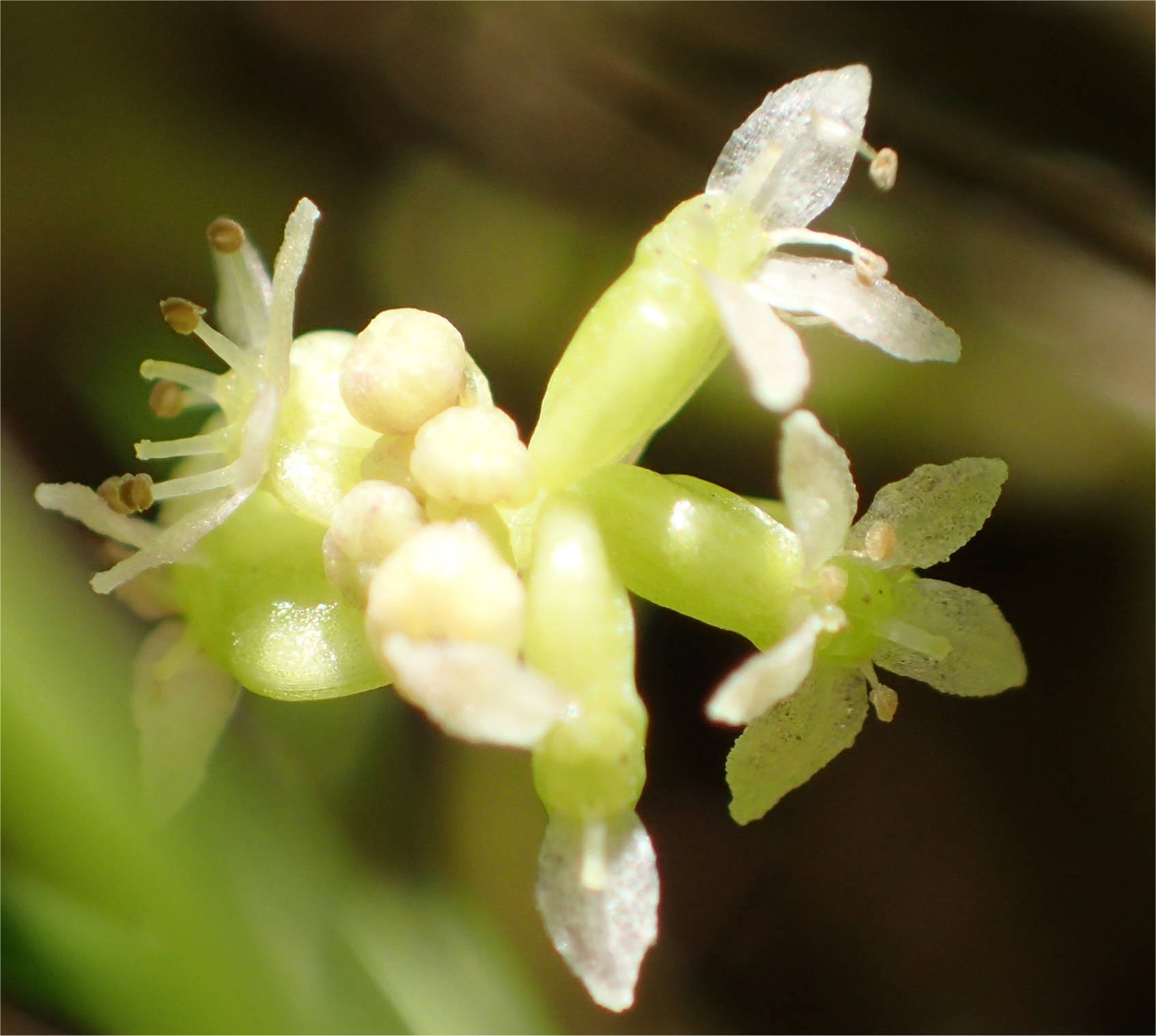 Hydrocotyle vulgarishydrocotyle vulgaris