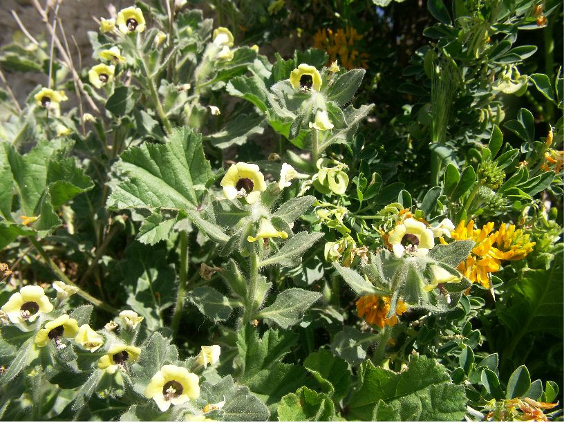 hyoscyamus albus