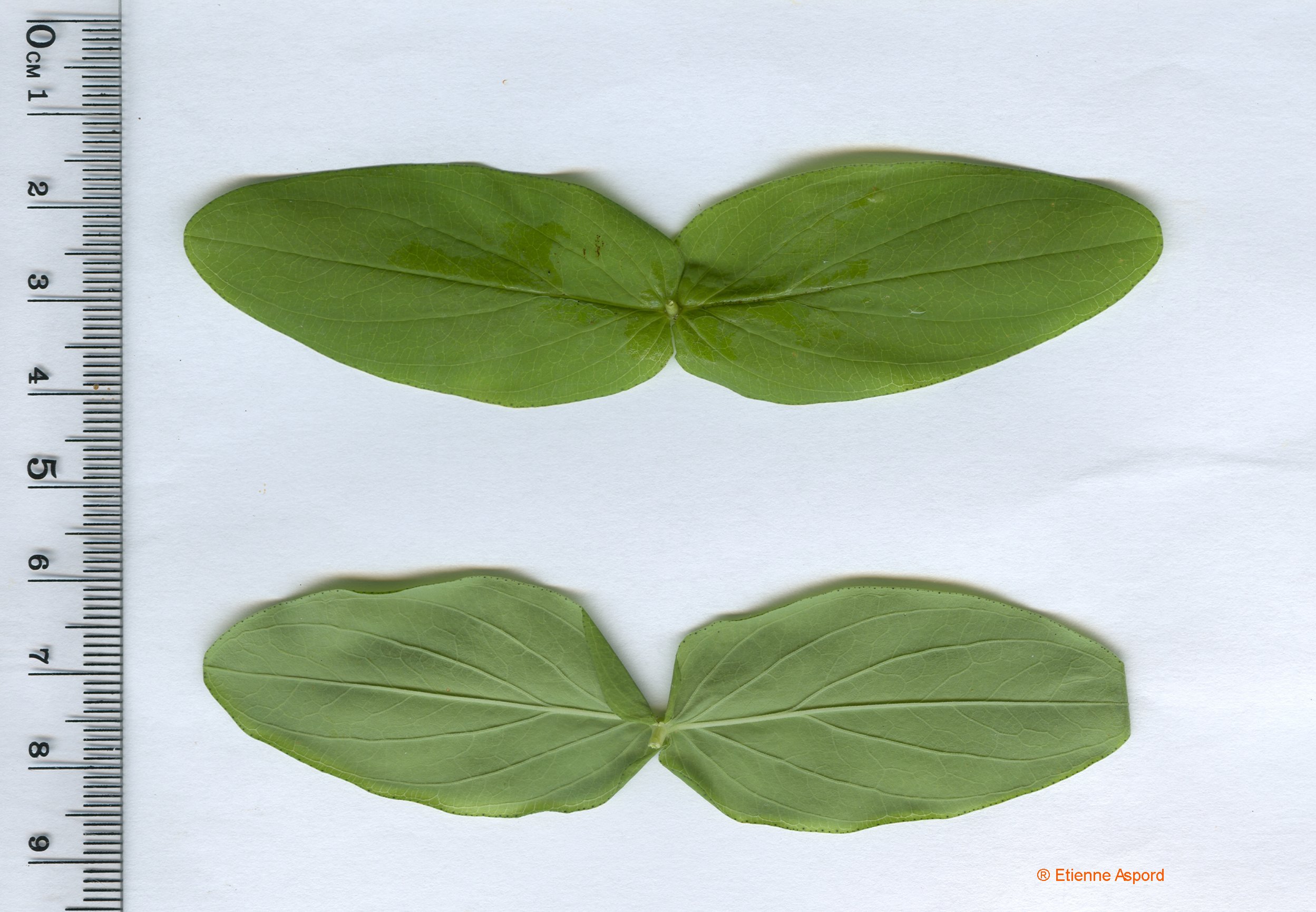 hypericum-montanum