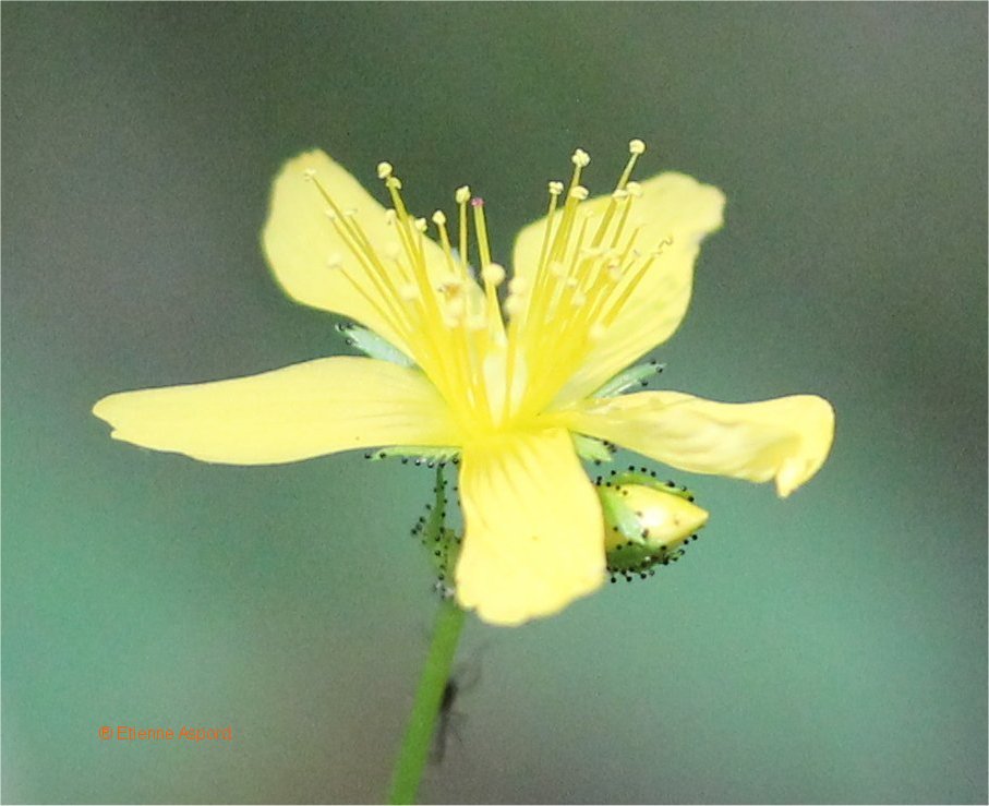 hypericum-montanum